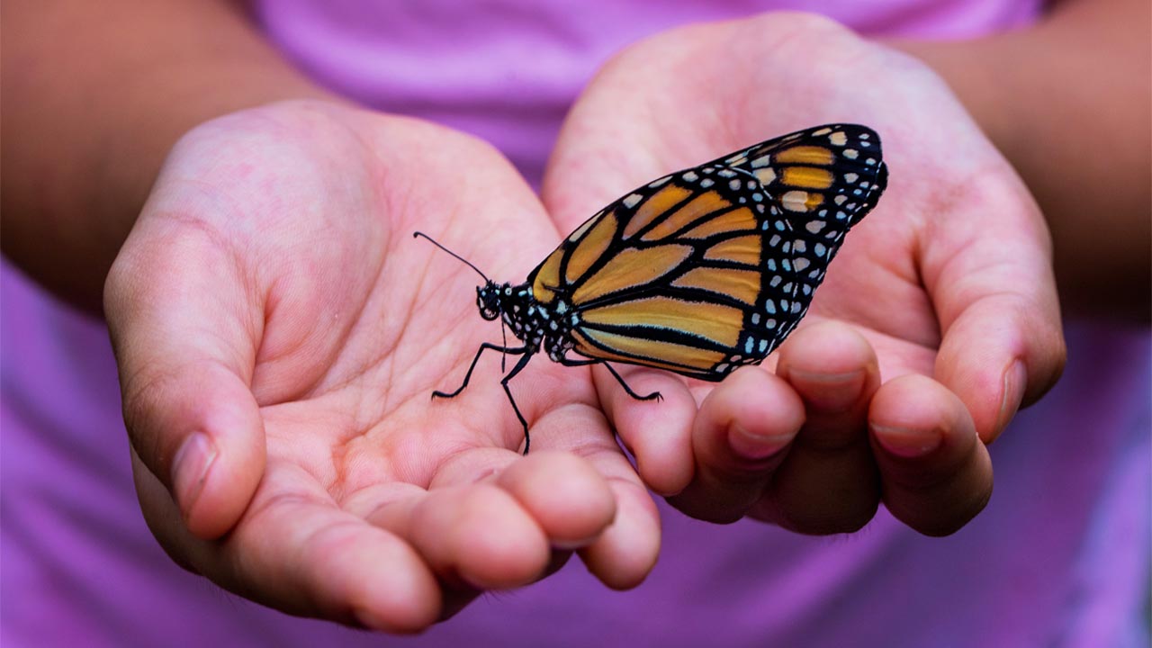 Hands Holding Monarch Butterfly, How To Be Spiritually Powerful