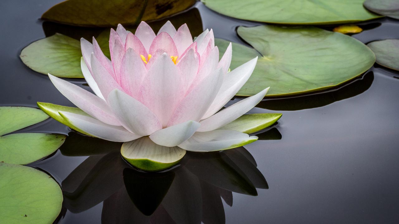 Lotus On Water, How To Be Spiritually Powerful