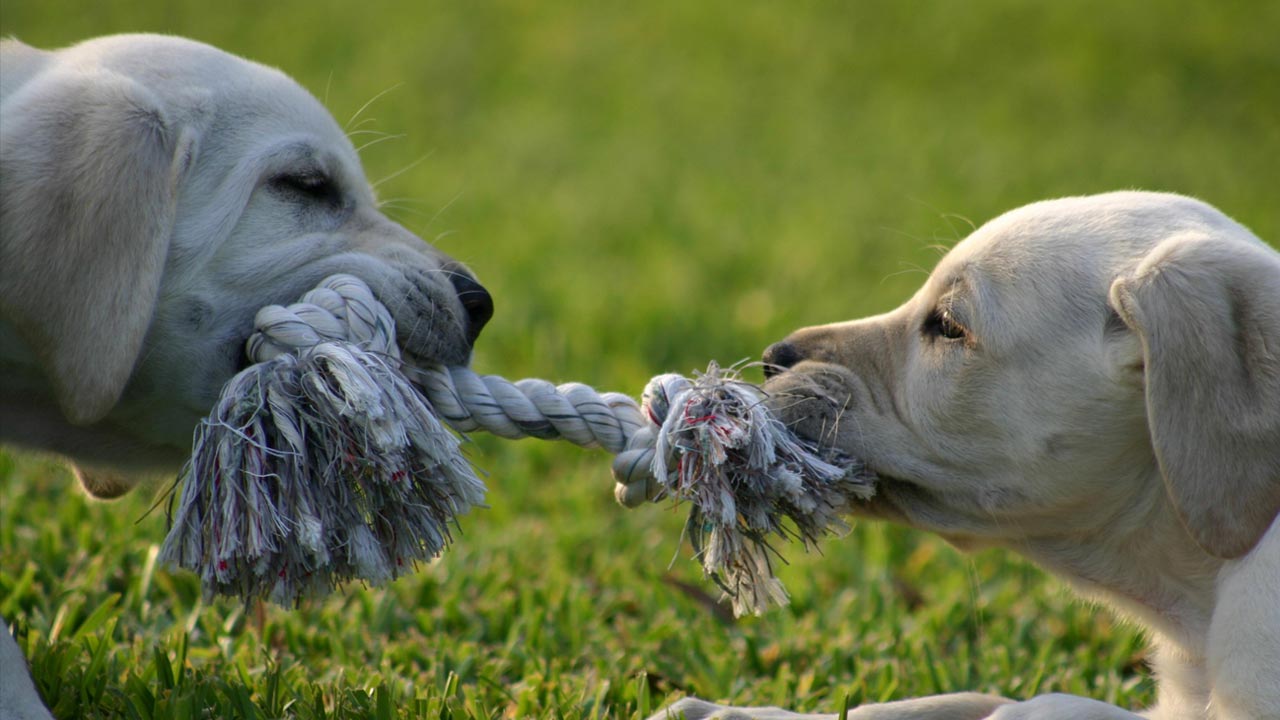 Puppies In Tug Of War, How To Stop Being Controlling In A Relationship